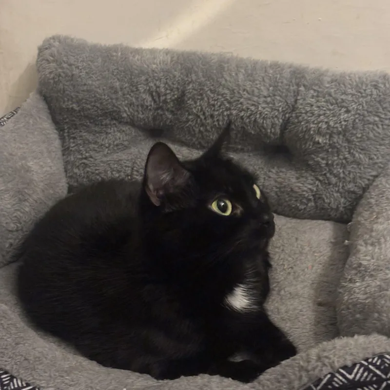 Nova
