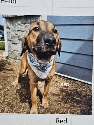 A young medium-sized male Mixed Breed dog named Red for adoption in Cincinnati, OH