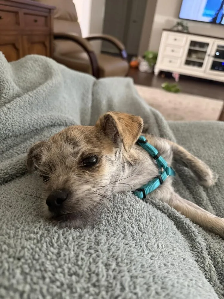 A baby small-sized male Terrier dog named Tigger for adoption in Orlando, FL