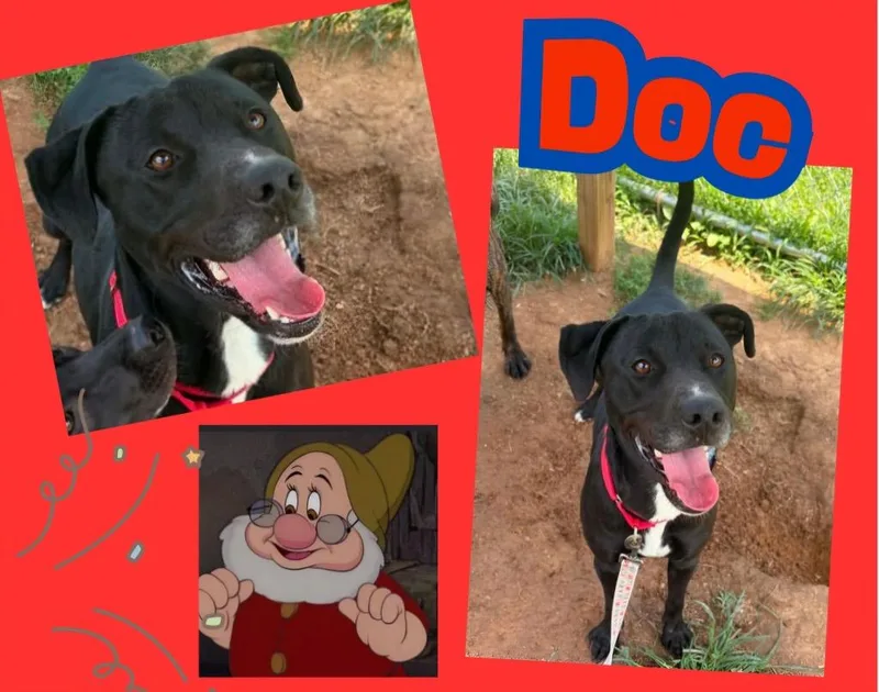 Doc
