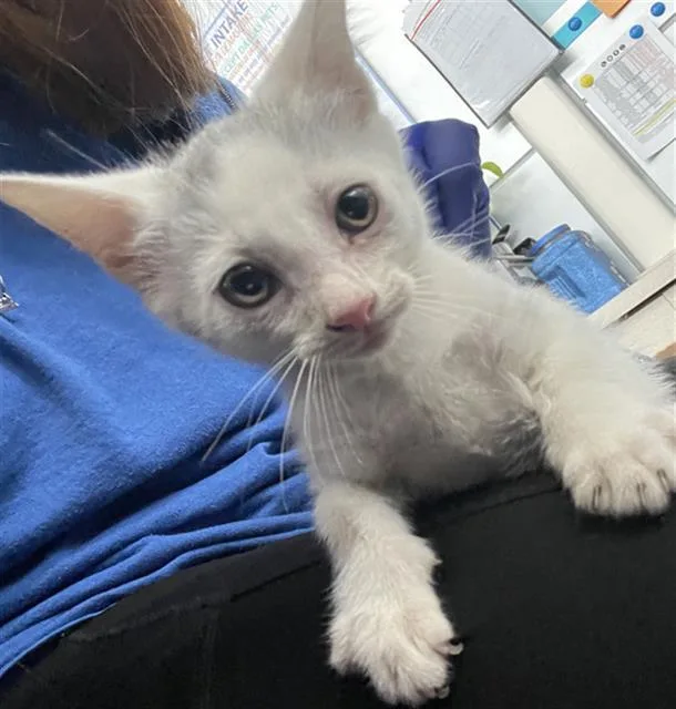 A baby medium-sized male Domestic Short Hair cat named Layne for adoption in Dallas, TX
