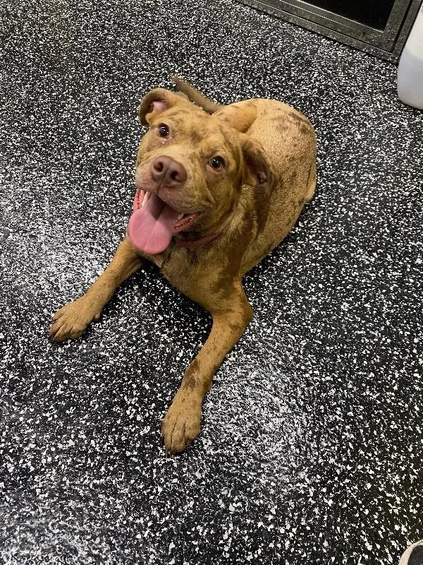 An adult medium-sized female Merle (Red) Mixed Breed dog named Bingo for adoption in Jackson, TN