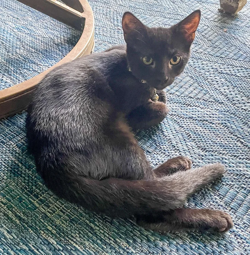 A baby medium-sized male Black Domestic Short Hair cat named Dewey for adoption in Lighthouse Point, FL