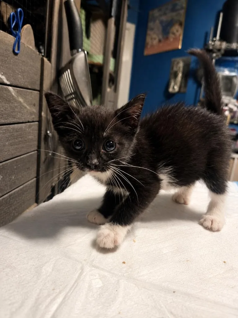A baby medium-sized female Domestic Short Hair cat named Summer for adoption in Parkville, MD