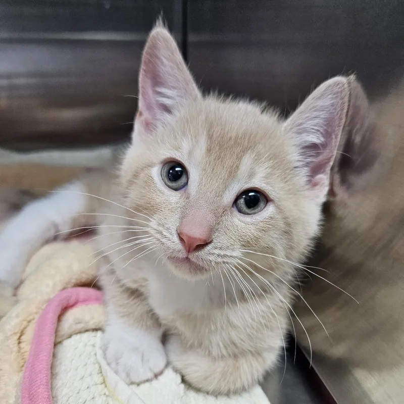 A baby small-sized male Domestic Short Hair cat named Wren for adoption in Port Townsend, WA