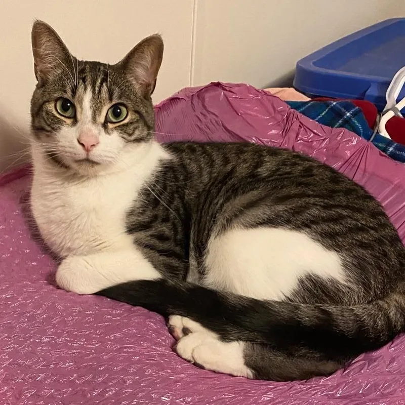 An adult small-sized male Brown / Chocolate Domestic Short Hair cat named Louie for adoption in Goshen, IN