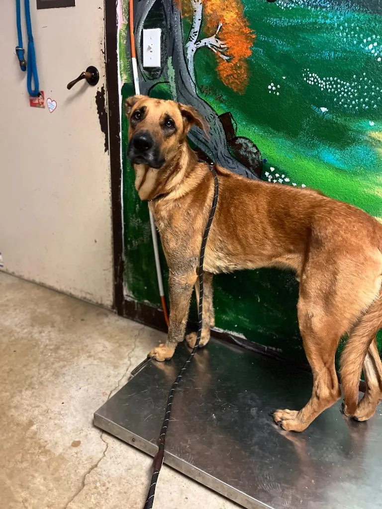 A young large-sized male German Shepherd Dog dog named Captain for adoption in New Braunfels, TX