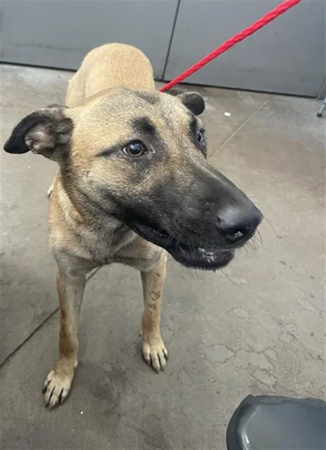 An adult medium-sized male Mixed Breed dog named Charlie for adoption in Dallas, TX