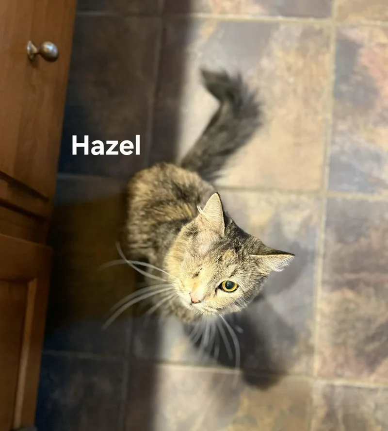 Hazel thumbnail 2