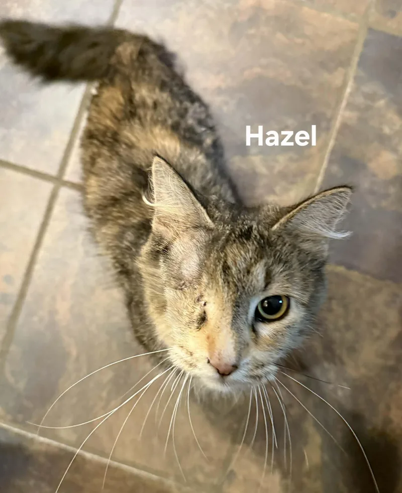 An adult medium-sized female Tabby (Tiger Striped) Domestic Long Hair cat named Hazel for adoption in Chicopee, MA