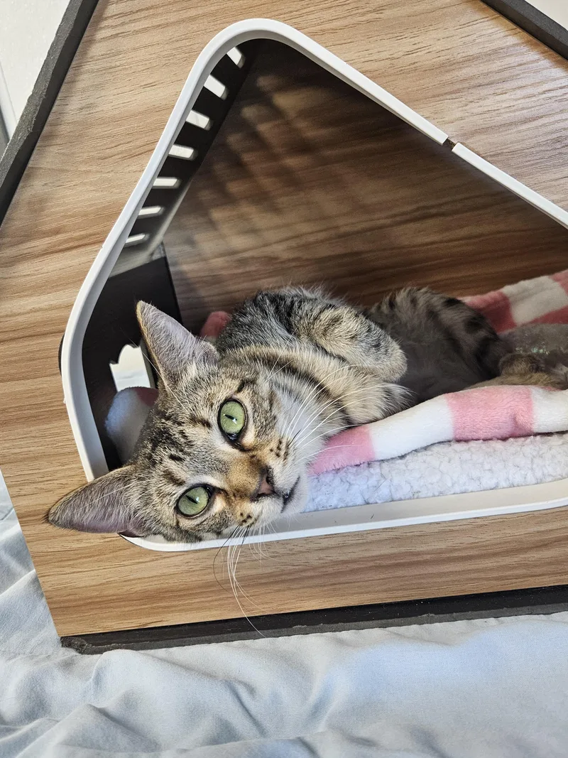 A young medium-sized female Tabby (Brown / Chocolate) Domestic Short Hair cat named Bunnie for adoption in Kalamazoo, MI