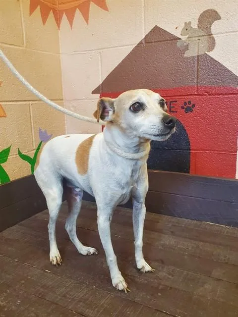 An adult medium-sized male Parson Russell Terrier dog named Buddy for adoption in Castaic, CA