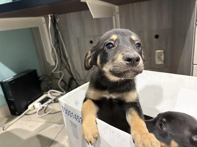 A baby small-sized female German Shepherd Dog dog named Minnie for adoption in Garland, TX