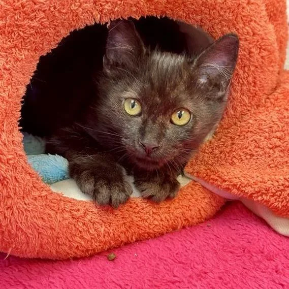A baby small-sized male Black Domestic Medium Hair cat named Brahams for adoption in Hawthorne, CA