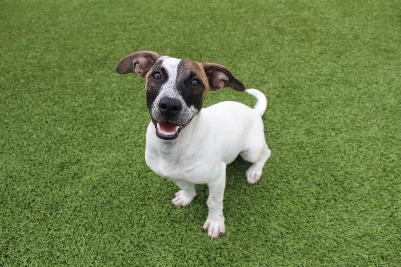 A baby small-sized female Tricolor (Brown, Black, & White) Jack Russell Terrier dog named Libby for adoption in Chestertown, MD