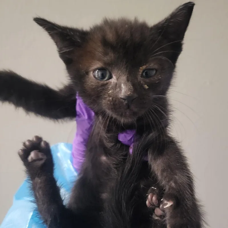 A baby small-sized female Black Domestic Short Hair cat named Italian Cities______ for adoption in Westminster, CA