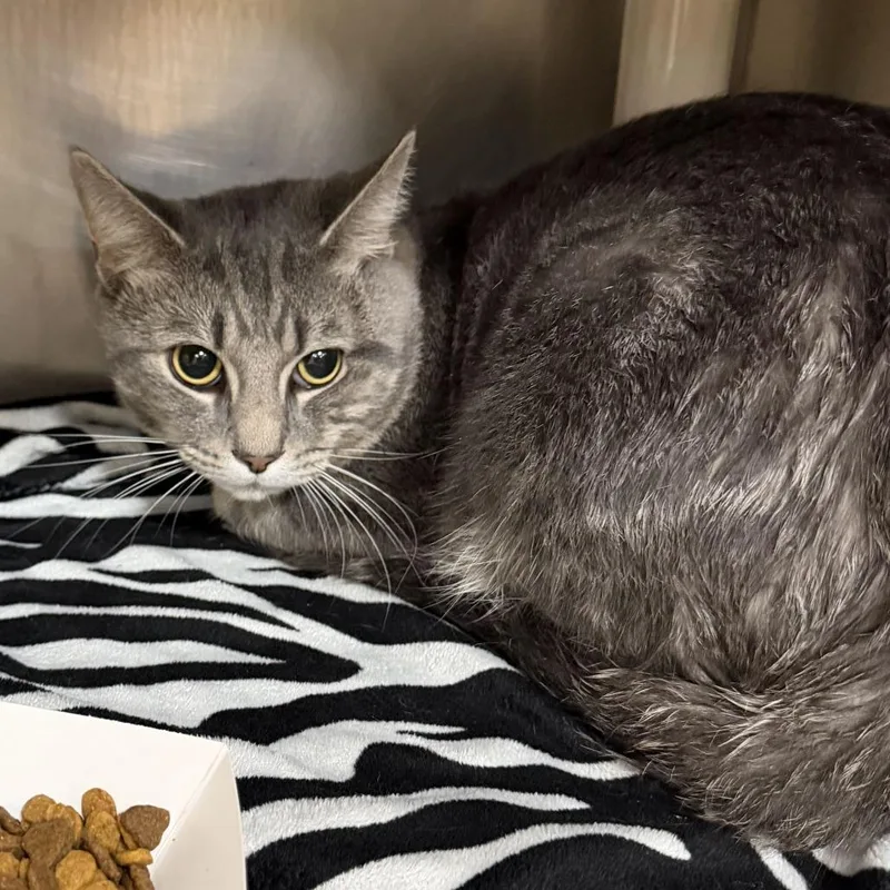An adult medium-sized male Domestic Short Hair cat named "Tuna" for adoption in Perkiomenville, PA