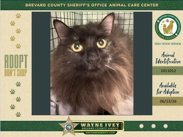 An adult large-sized female Domestic Long Hair cat named Kiki for adoption in Melbourne, FL