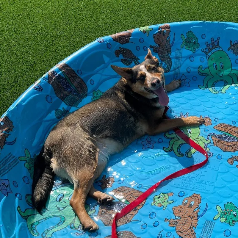 An adult medium-sized female Black Australian Cattle Dog / Blue Heeler dog named Bella for adoption in Chicago, IL