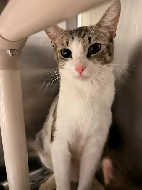 A young small-sized female Domestic Short Hair cat named Shelly for adoption in Rancho Cucamonga, CA