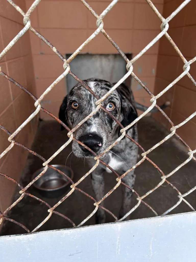 A baby medium-sized male Catahoula Leopard Dog dog named Bowan for adoption in Gautier, MS