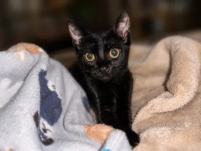 A baby small-sized female Black Bombay cat named Clarice for adoption in Liverpool, TX