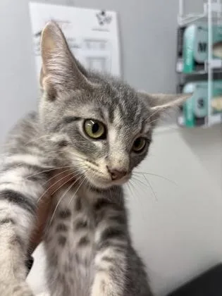 A baby medium-sized male Domestic Short Hair cat named Huey for adoption in West Chester, PA