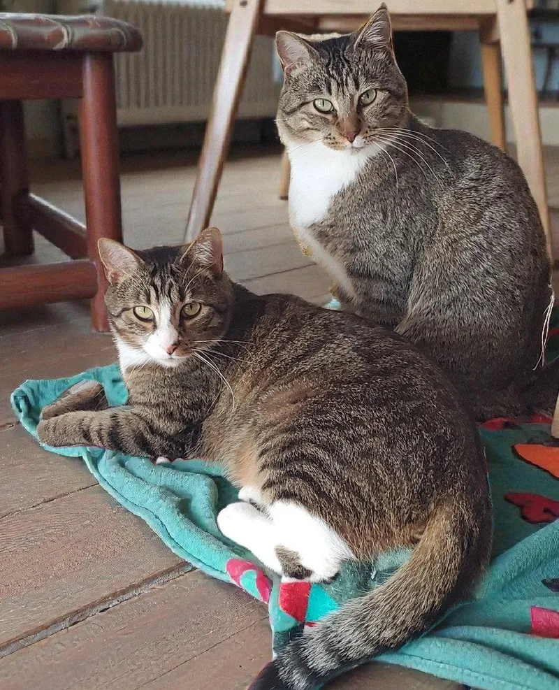 An adult medium-sized male Domestic Short Hair cat named Max Bonded with for adoption in Camden, TN