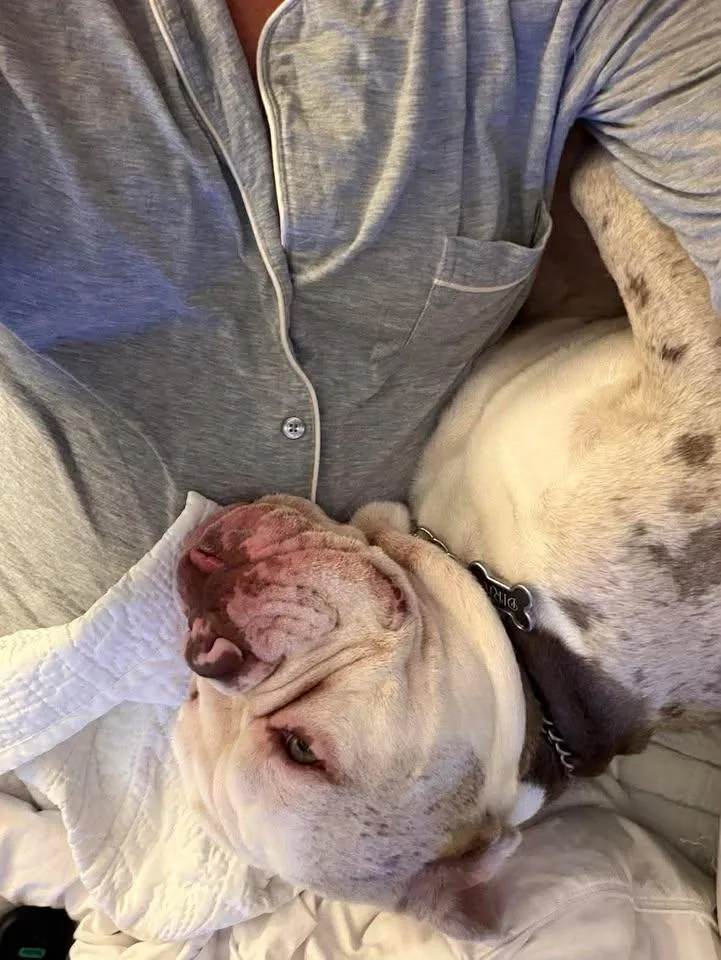 A young medium-sized male Gray / Blue / Silver American Bulldog dog named Dirk for adoption in Trophy Club, TX
