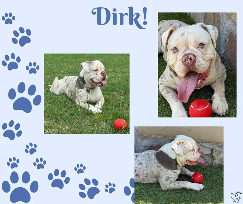 Dirk thumbnail 3
