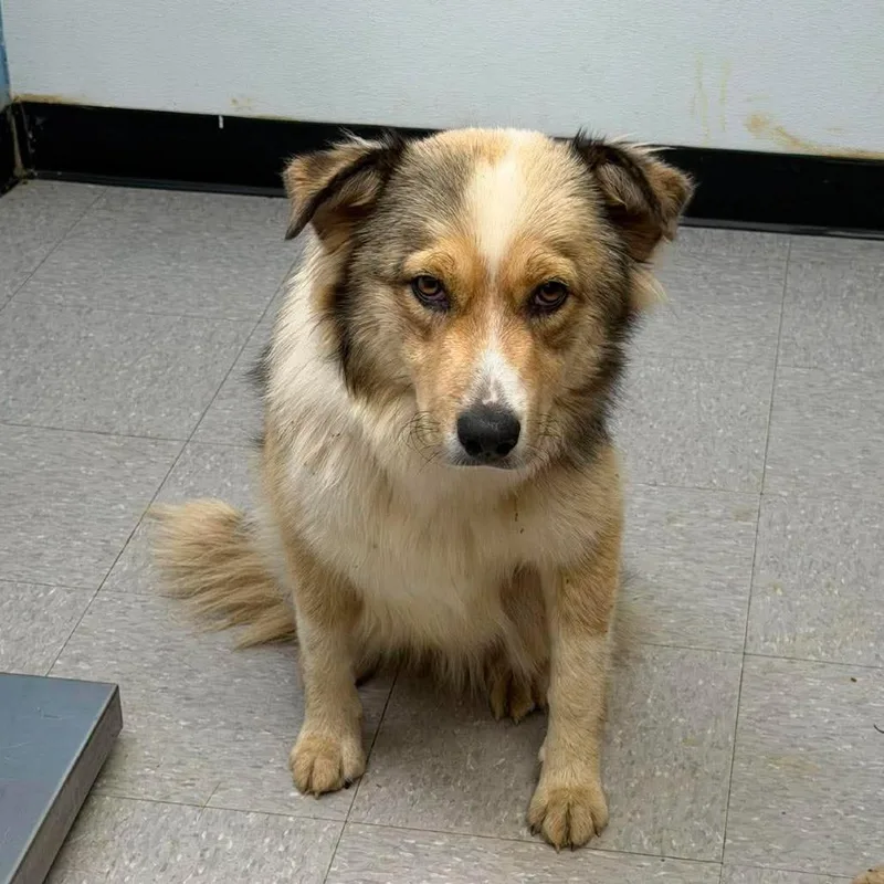 A young medium-sized female Yellow / Tan / Blond / Fawn Border Collie dog named Summer for adoption in Bastrop, TX