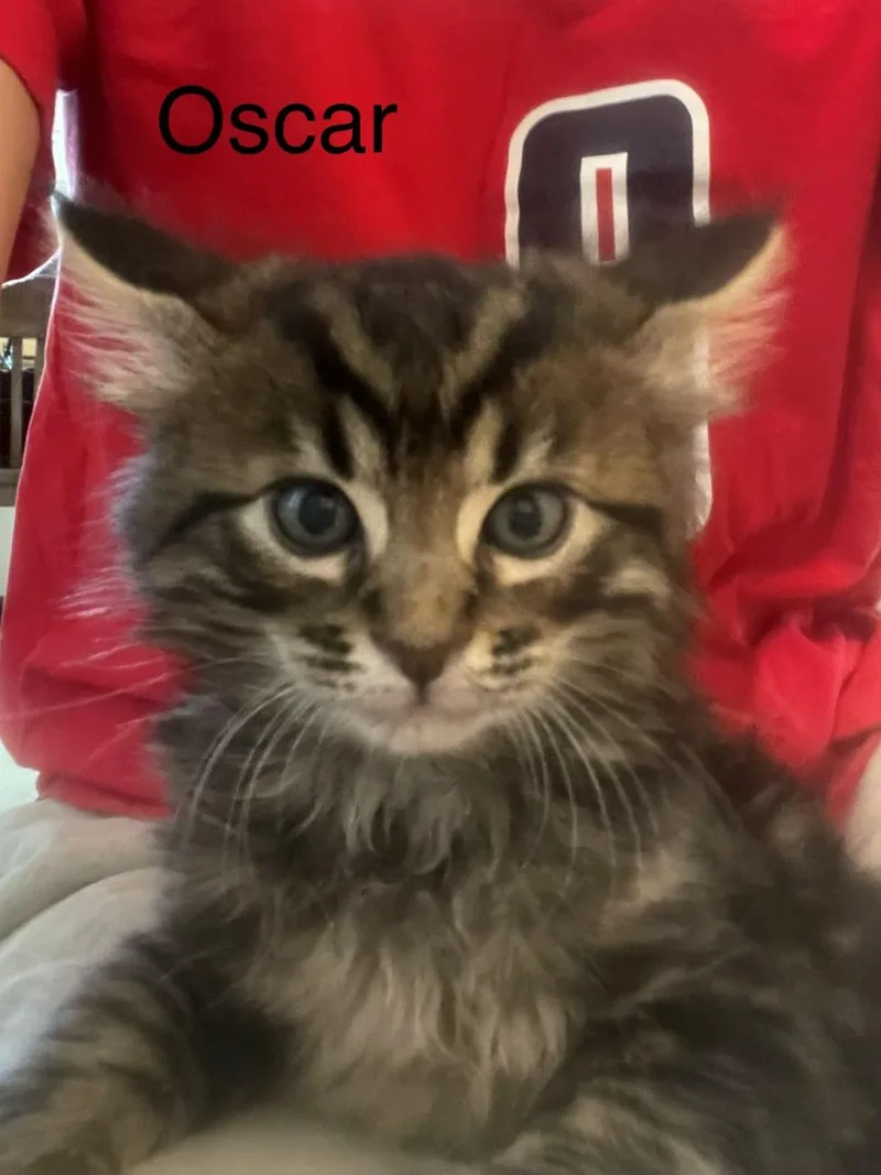 Oscar Piastri thumbnail 2