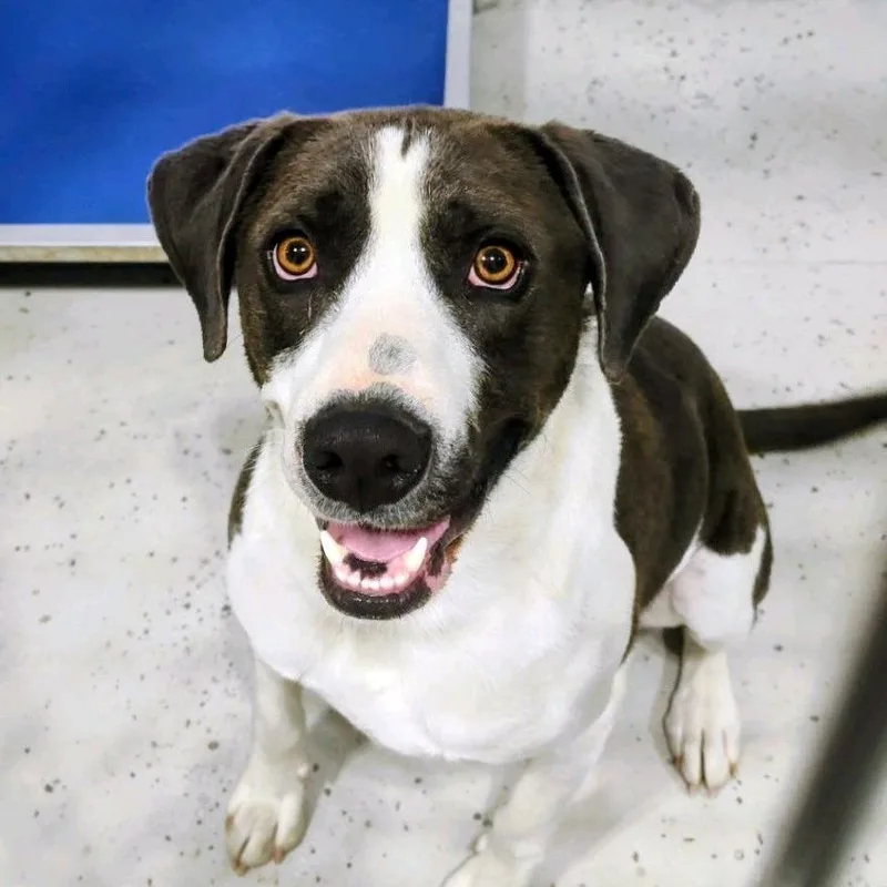 An adult large-sized male Black Mixed Breed dog named Sir Anthony for adoption in Bendena, KS