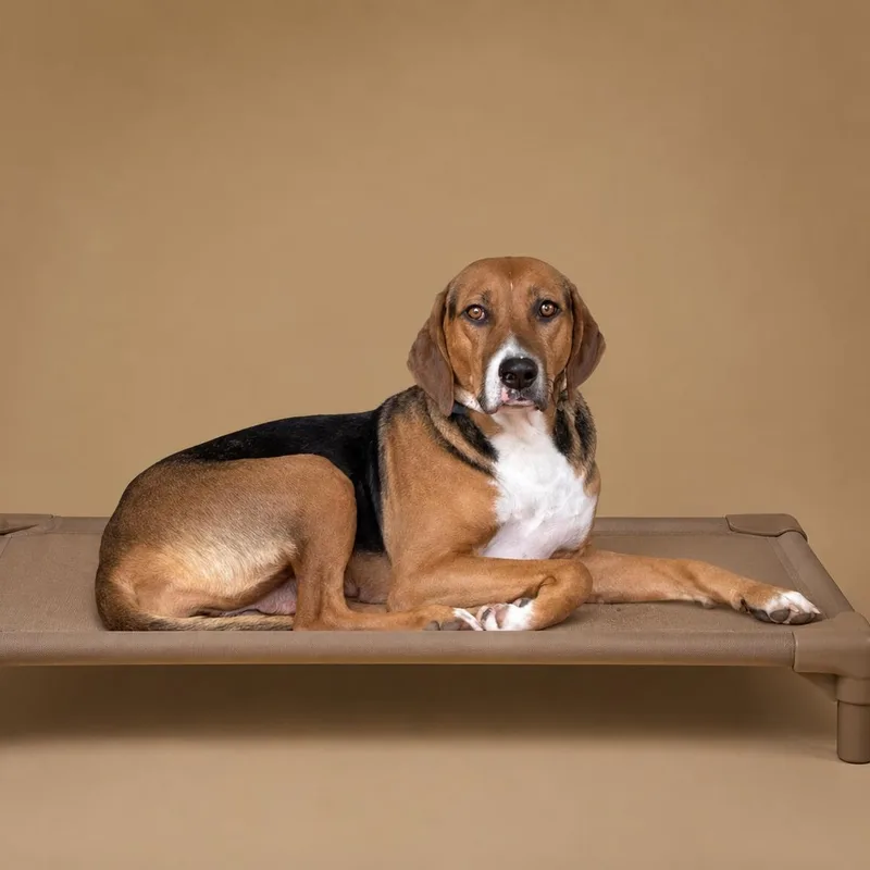 An adult medium-sized female Tricolor (Brown, Black, & White) American Foxhound dog named Cleo for adoption in Heber Springs, AR