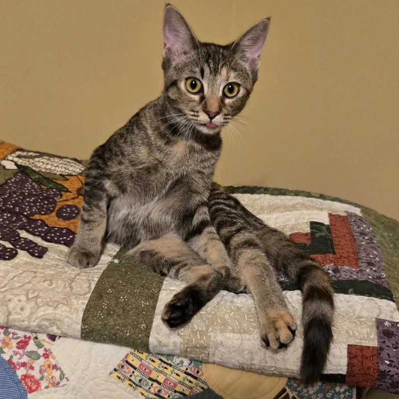 A baby small-sized female Torbie Domestic Short Hair cat named Razzy for adoption in Roswell, GA