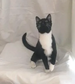 A young medium-sized male Black & White / Tuxedo Tuxedo cat named Luke for adoption in Henderson, KY