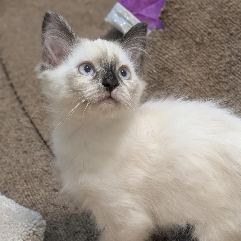 A baby small-sized female Domestic Medium Hair cat named Nano for adoption in Sonoma, CA