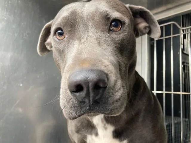 A young large-sized female Mixed Breed dog named Snookums for adoption in Dallas, TX
