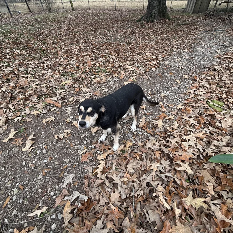 Pepper Potts thumbnail 2