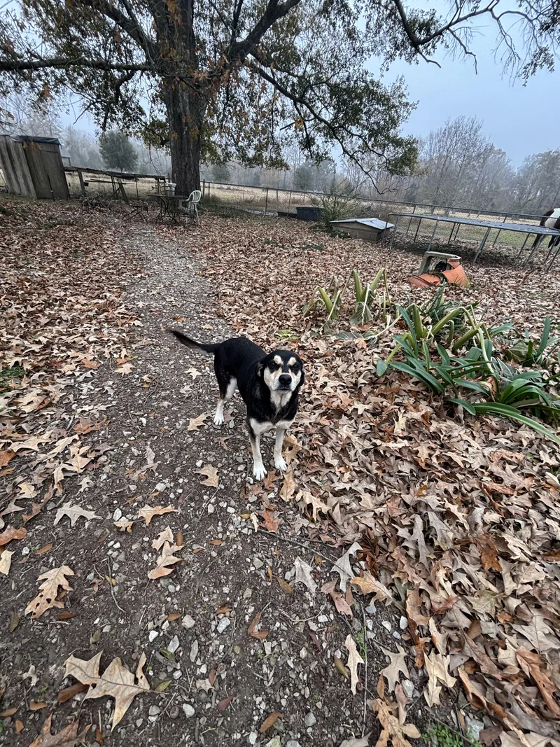 Pepper Potts thumbnail 3