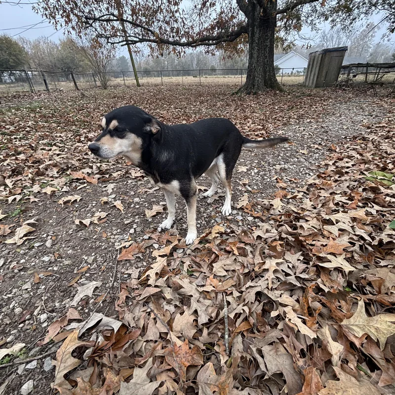 Pepper Potts thumbnail 4