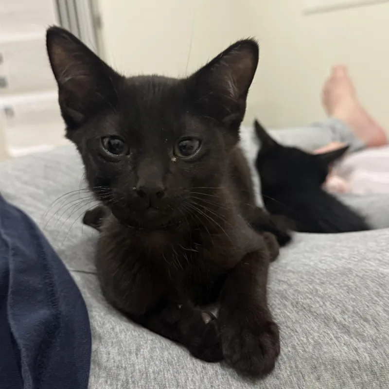 A baby medium-sized male Gray / Blue / Silver Domestic Short Hair cat named Thor The Great & for adoption in Stow, MA