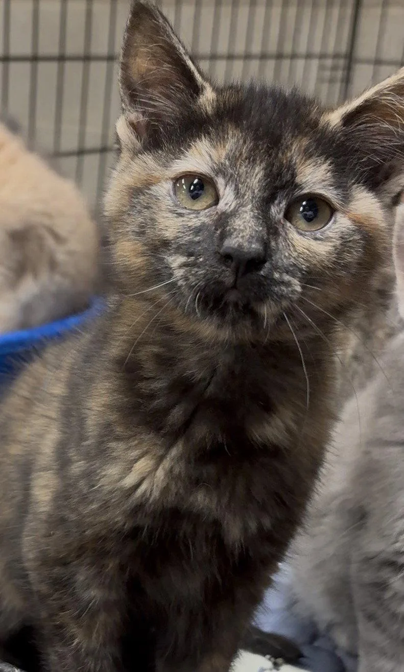 A baby medium-sized female Domestic Short Hair cat named Venus for adoption in Cuyahoga Falls, OH