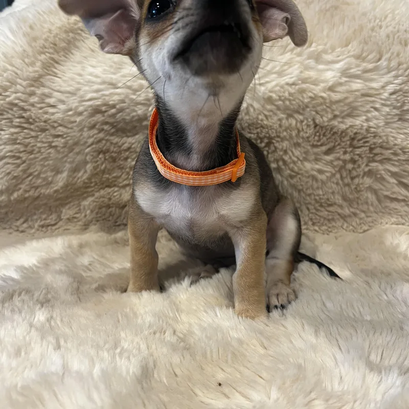 Olaf