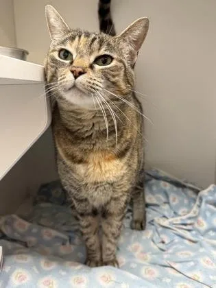 An adult large-sized female Domestic Short Hair cat named Cappucino for adoption in West Chester, PA