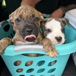 Cookie thumbnail 2