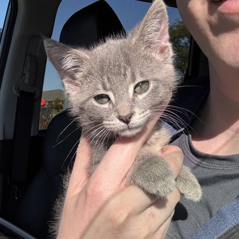 A baby small-sized female Gray / Blue / Silver Domestic Short Hair cat named Trout for adoption in Normal, IL
