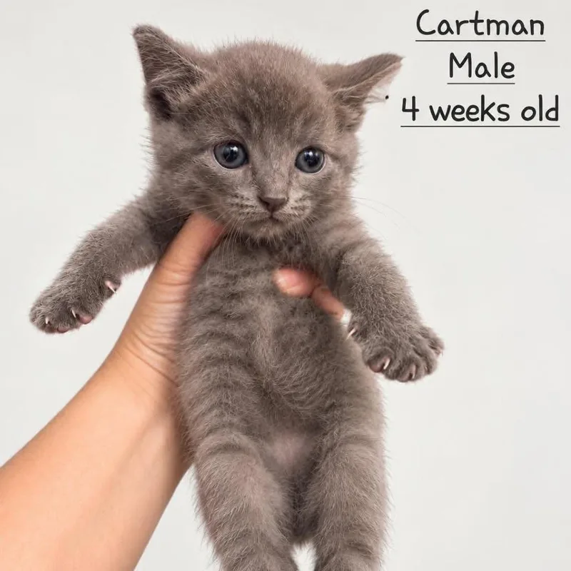 A baby small-sized male Gray / Blue / Silver Domestic Short Hair cat named Cartman for adoption in Tampa, FL