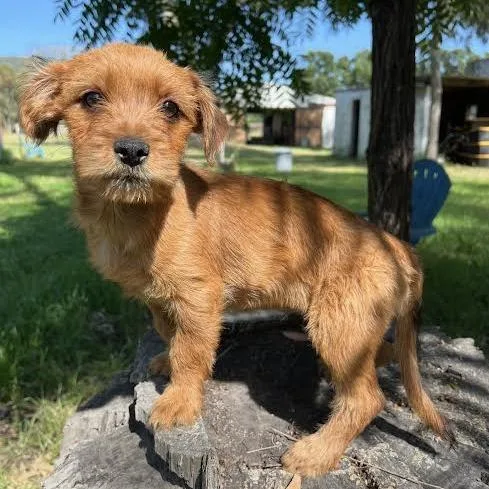 A baby small-sized female Apricot / Beige Terrier dog named Sunset for adoption in Sonoma, CA