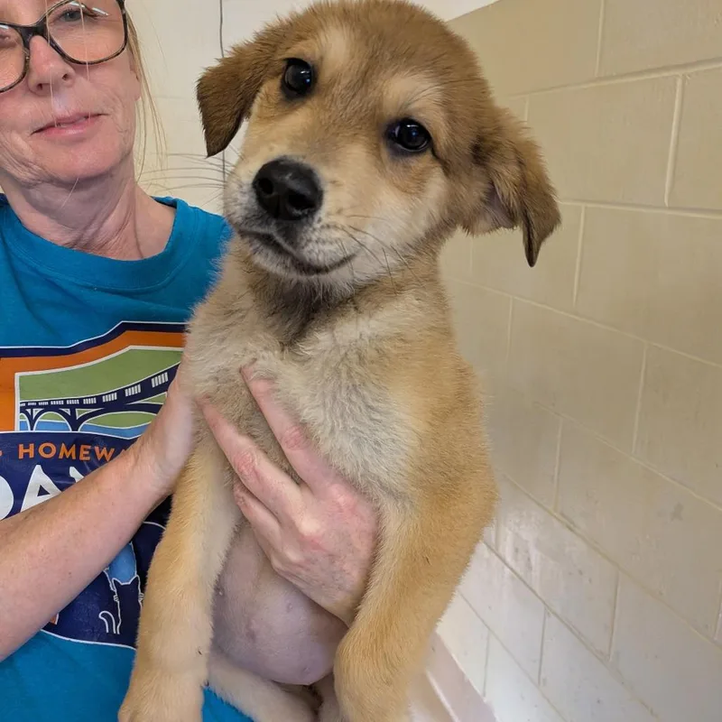 A baby small-sized female Brown / Chocolate Shepherd dog named Cinnamon for adoption in Fairfax Station, VA